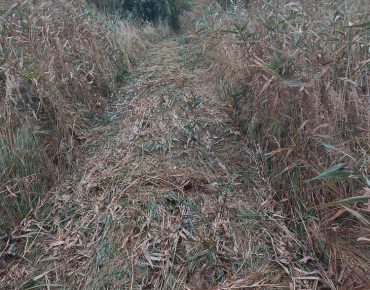 Hauschild renaturierung 004