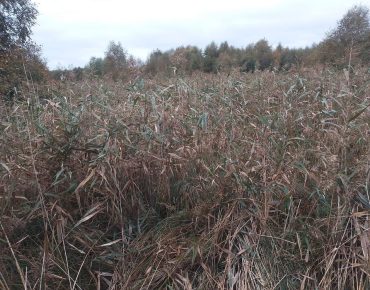 Hauschild renaturierung 006